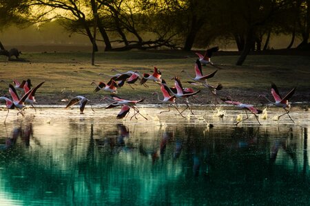 Flamingos by a lake.