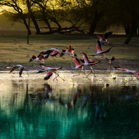 Flamingos by a lake.