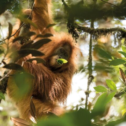 Discovering a New Species of Orangutan in Indonesia
