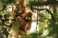 Discovering a New Species of Orangutan in Indonesia