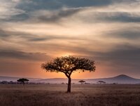 QUIZ: How Well do you Know Africa?