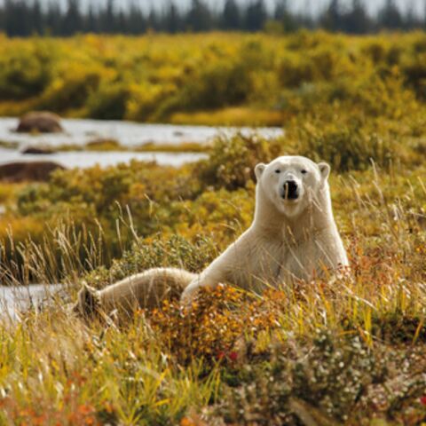 The Polar Bear and the Pipeline