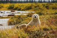 The Polar Bear and the Pipeline