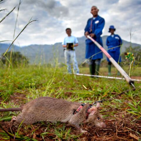 Rats Sniffing Out Danger