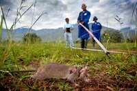 Rats Sniffing Out Danger